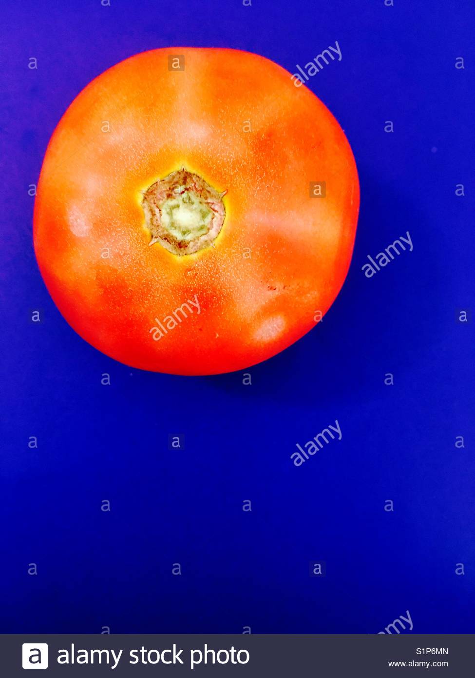 Portrait Of A Red Tomato Against Ultramarine Background Stock