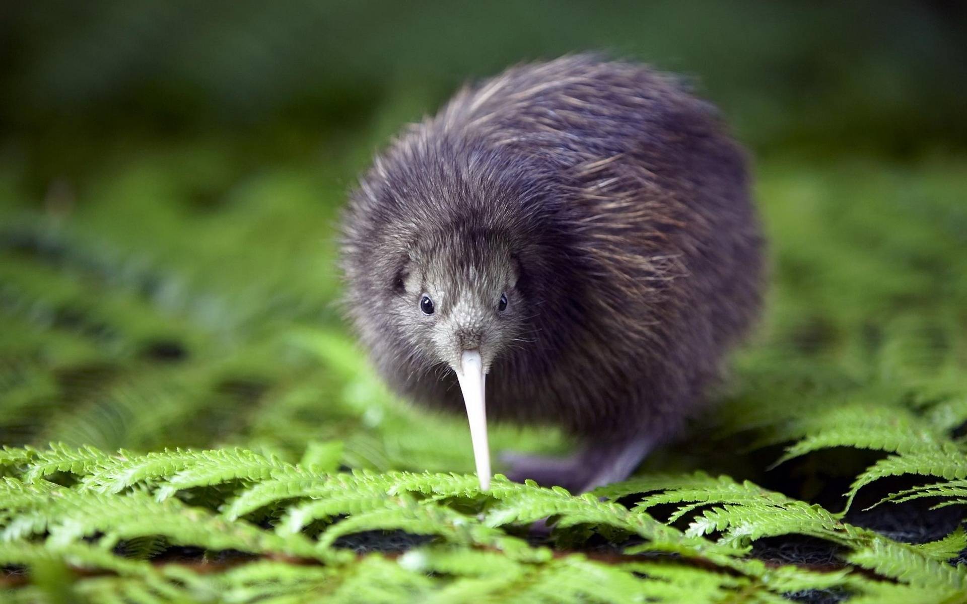 Kiwi Bird Cute