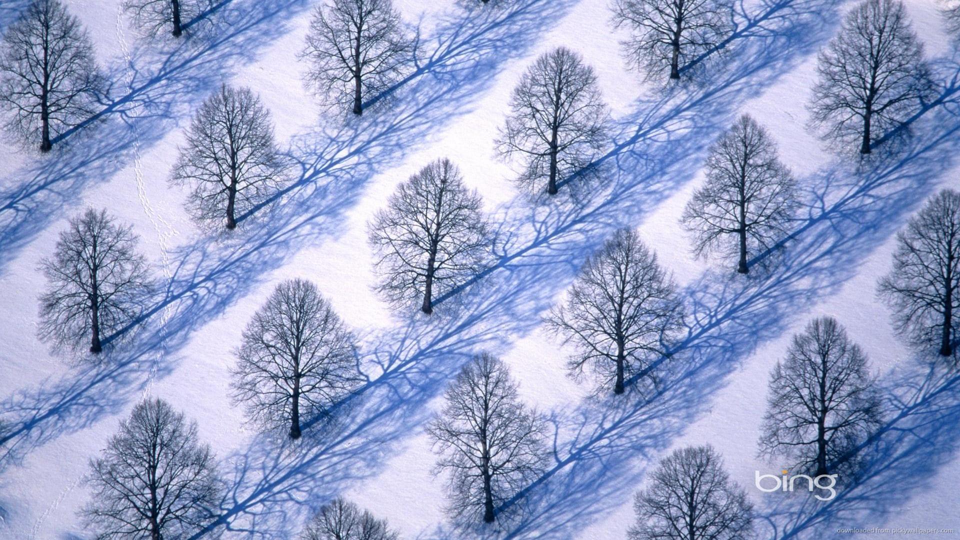 Bing Symmetric Trees Picture For iPhone Blackberry iPad