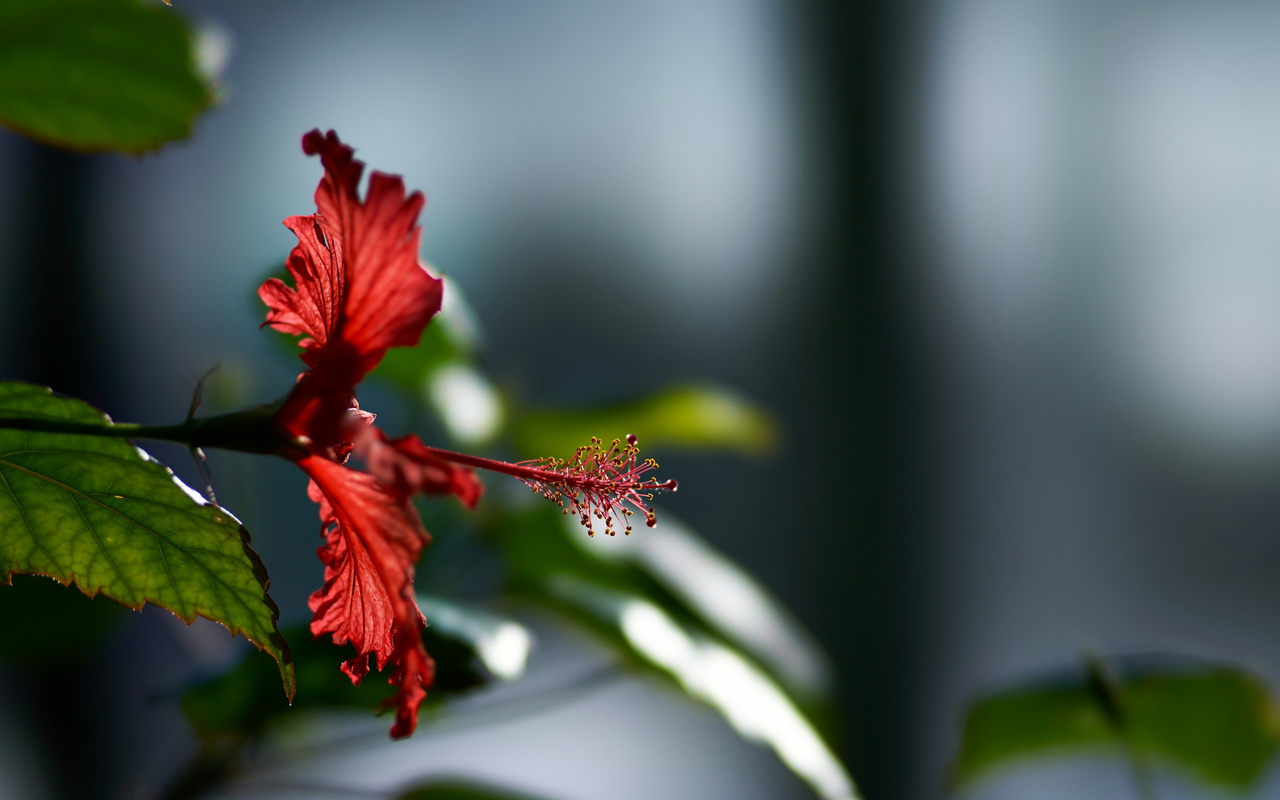 Hibiscus Flower Wallpaper HD Flowers 4k Image