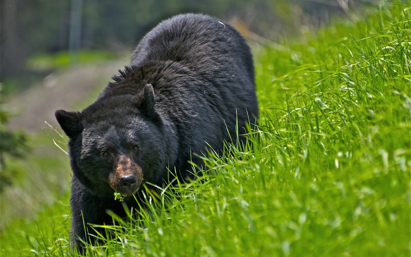 HD Bear Wallpaper With A Black In The High Grass