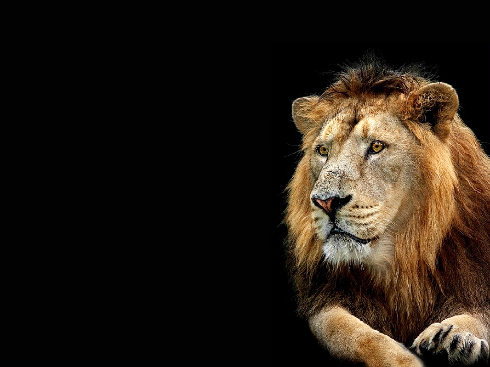  43 3D  Wallpaper  Desktop  Backgrounds  Lion  on WallpaperSafari