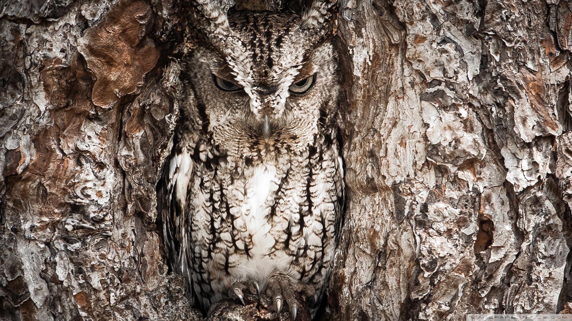 Screech Owl High Quality And Resolution Wallpaper