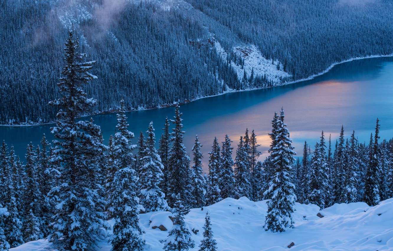 Wallpaper Nature Winter Trees Snow Banff National Park Canada