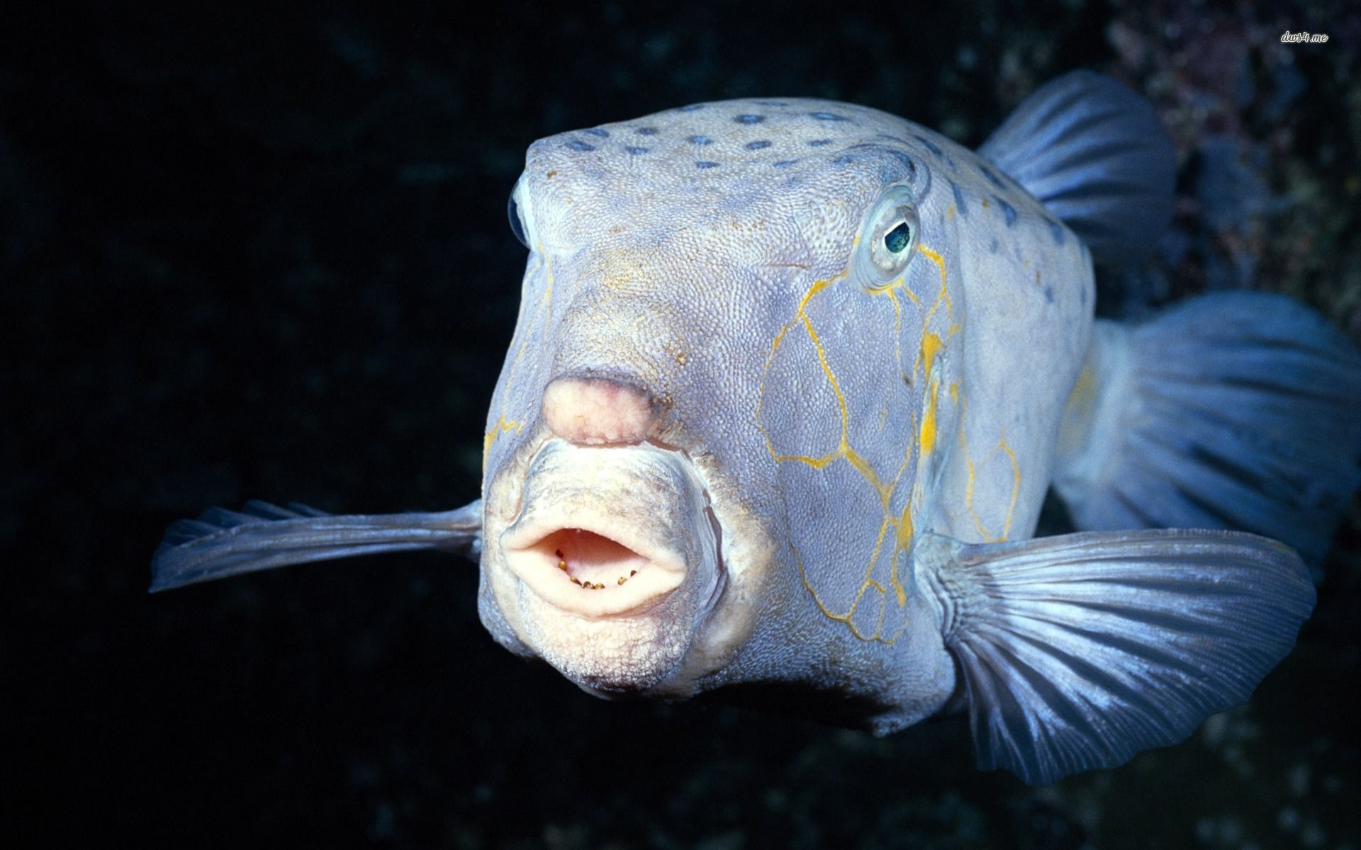 Deep Sea Fish Animal Wallpaper