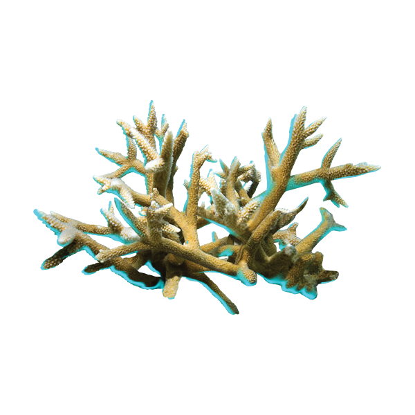 Staghorn Coral Wallpaper