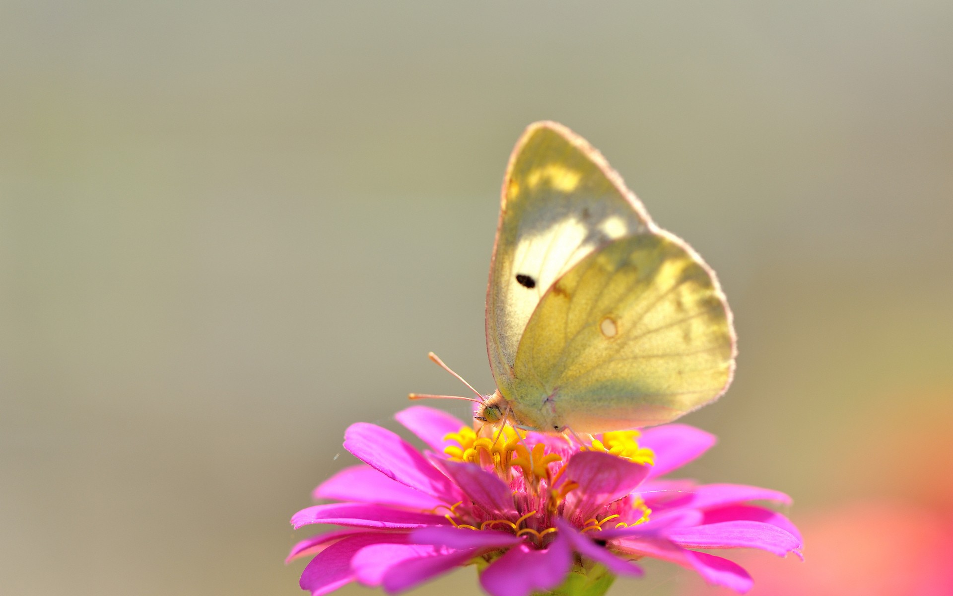 Yellow Butterfly On Pink Flower Wallpaper And Image