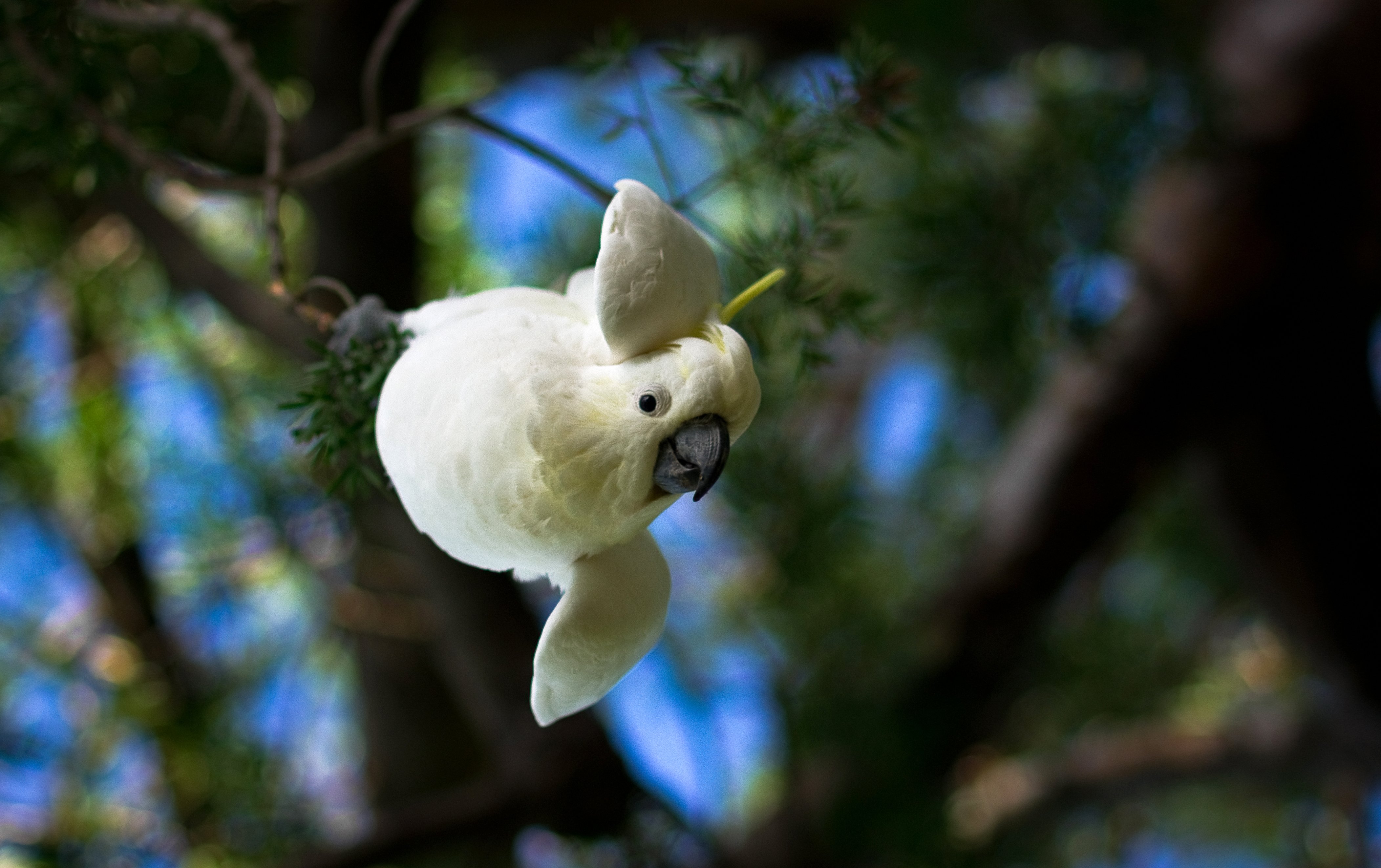 Cockatoo Parrot Bird Tropical Wallpaper HD Desktop And