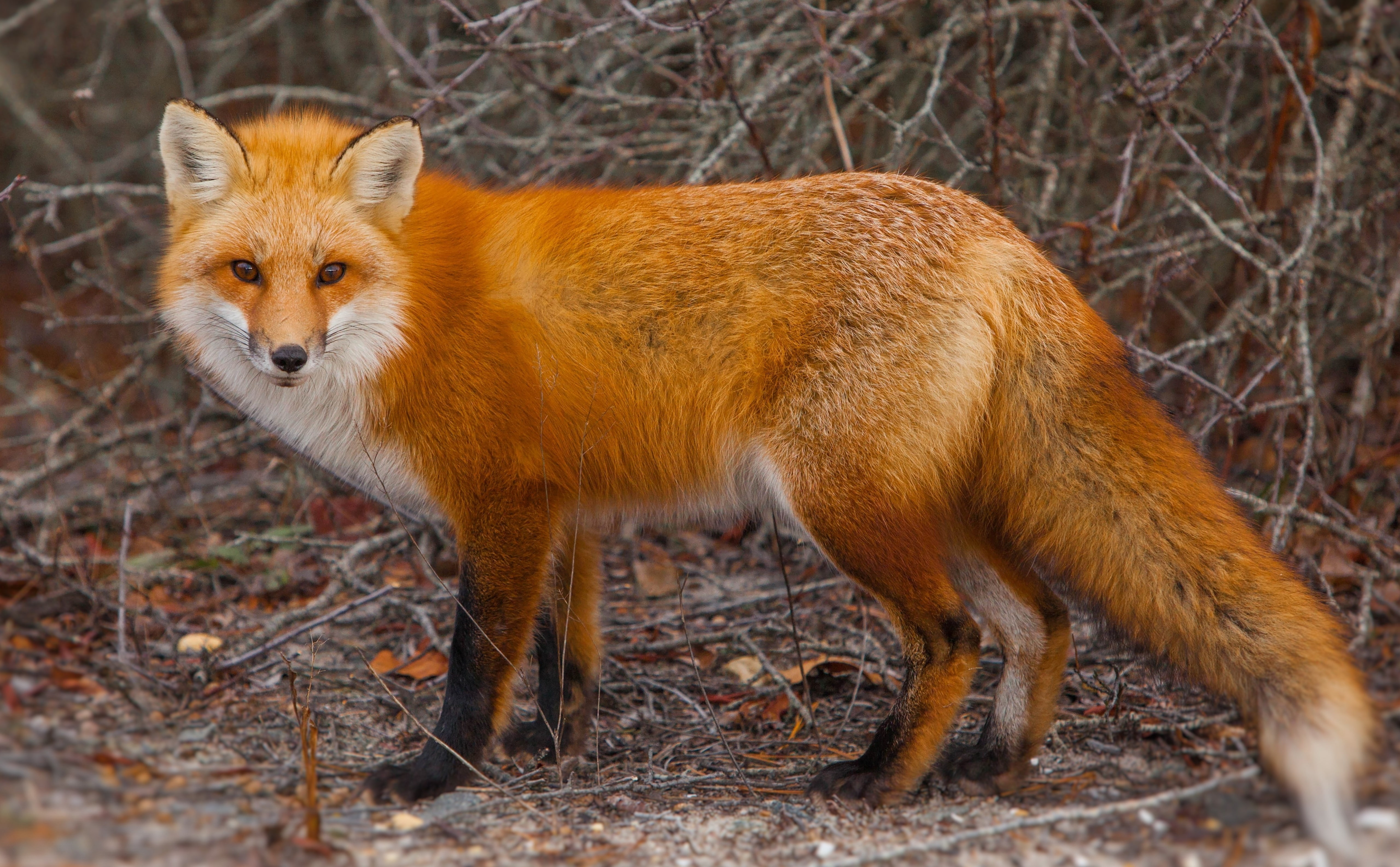 HD Wallpaper Red Fox Of Island Beach State Park New Jersey