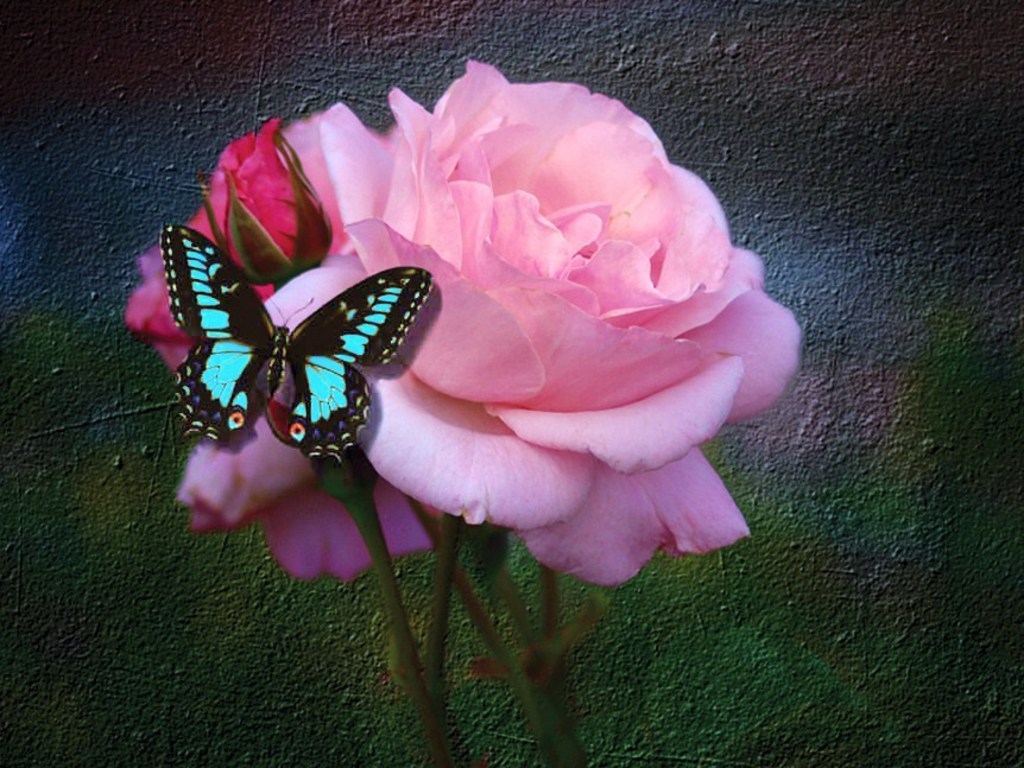 Butterfly And Rose HD Wallpaper Background Photos