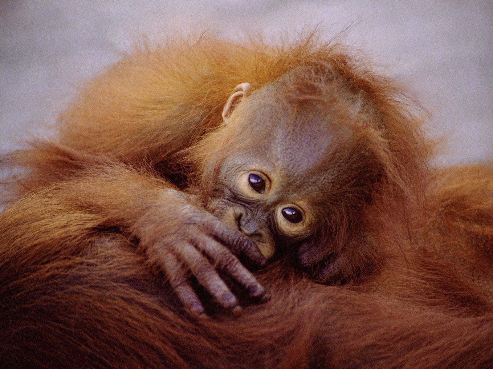 Animals Suckling Baby Orangutan Picture Nr
