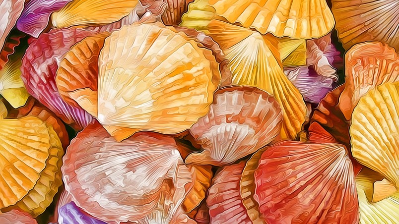 Shells Texture HD Wallpaper Wallpaperfx