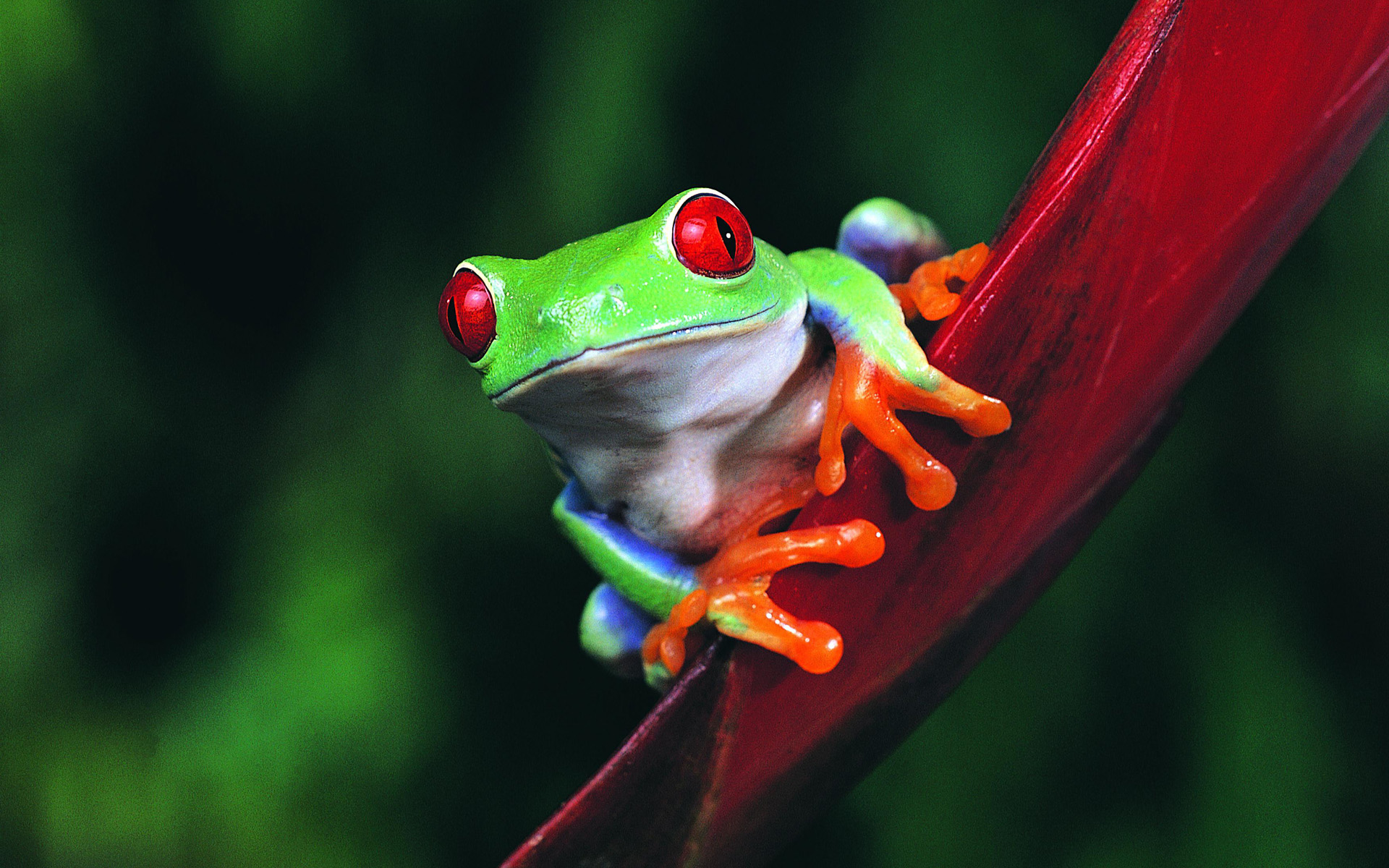 Animals Frogs Wallpaper