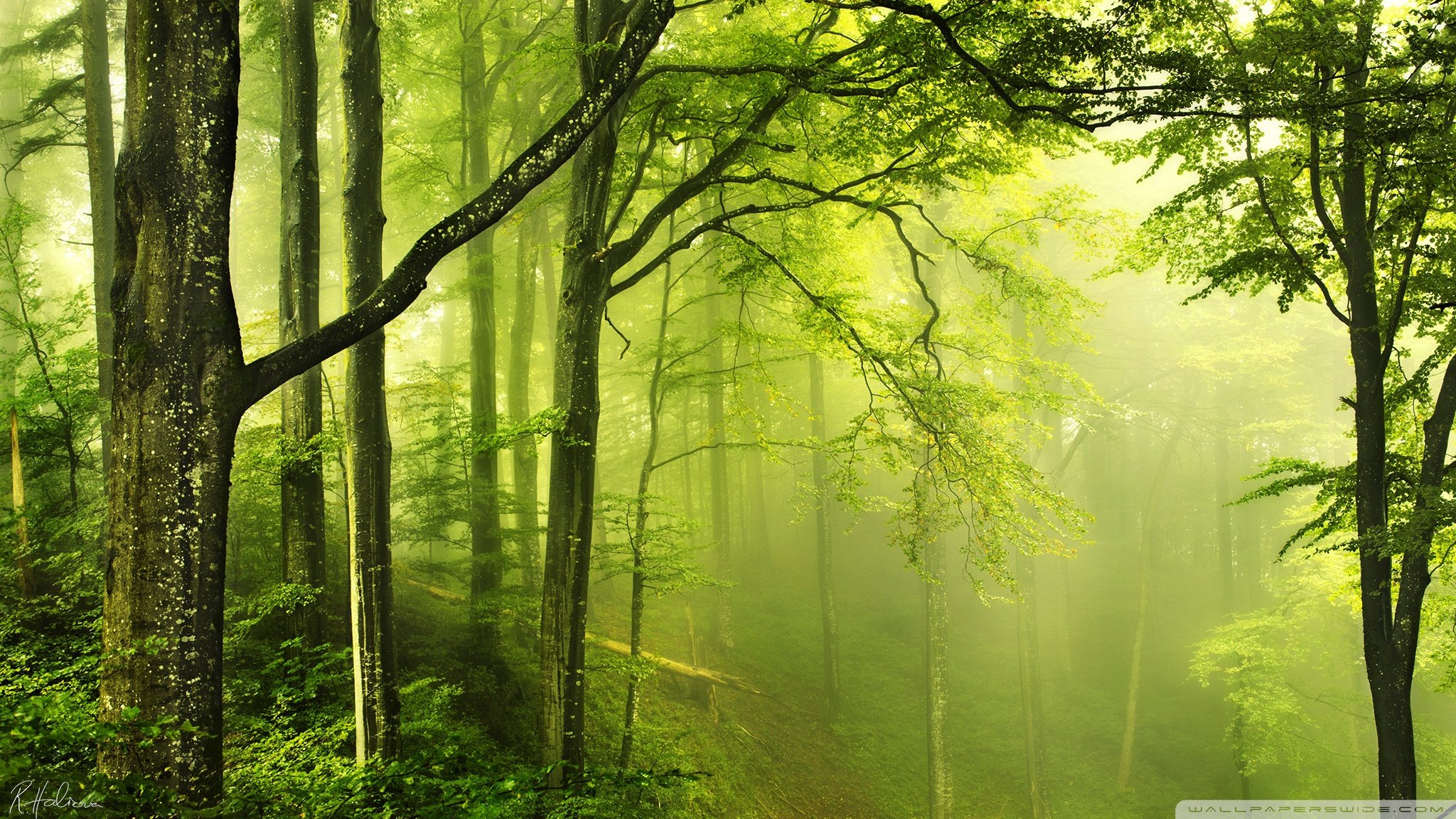 Beautiful Green Forest Ultra HD Desktop Background Wallpaper for