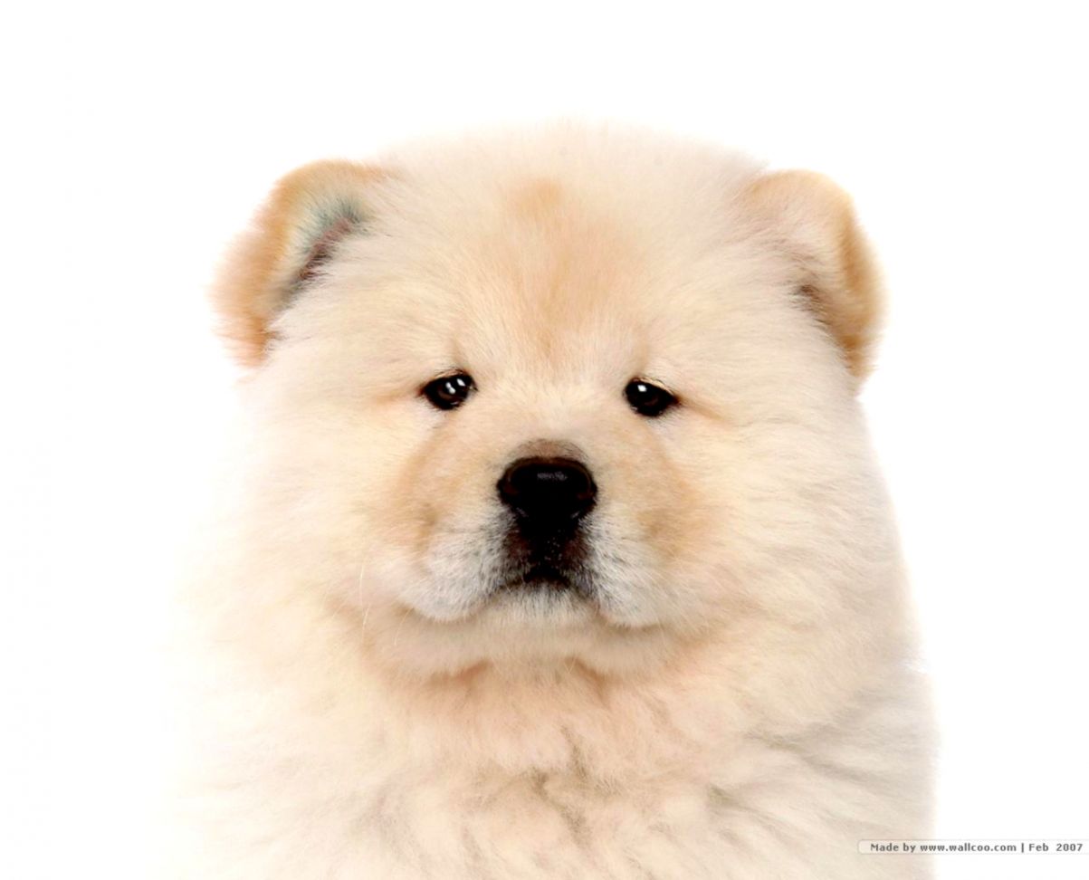 Chow Puppies Image Wallpaper HD Mac