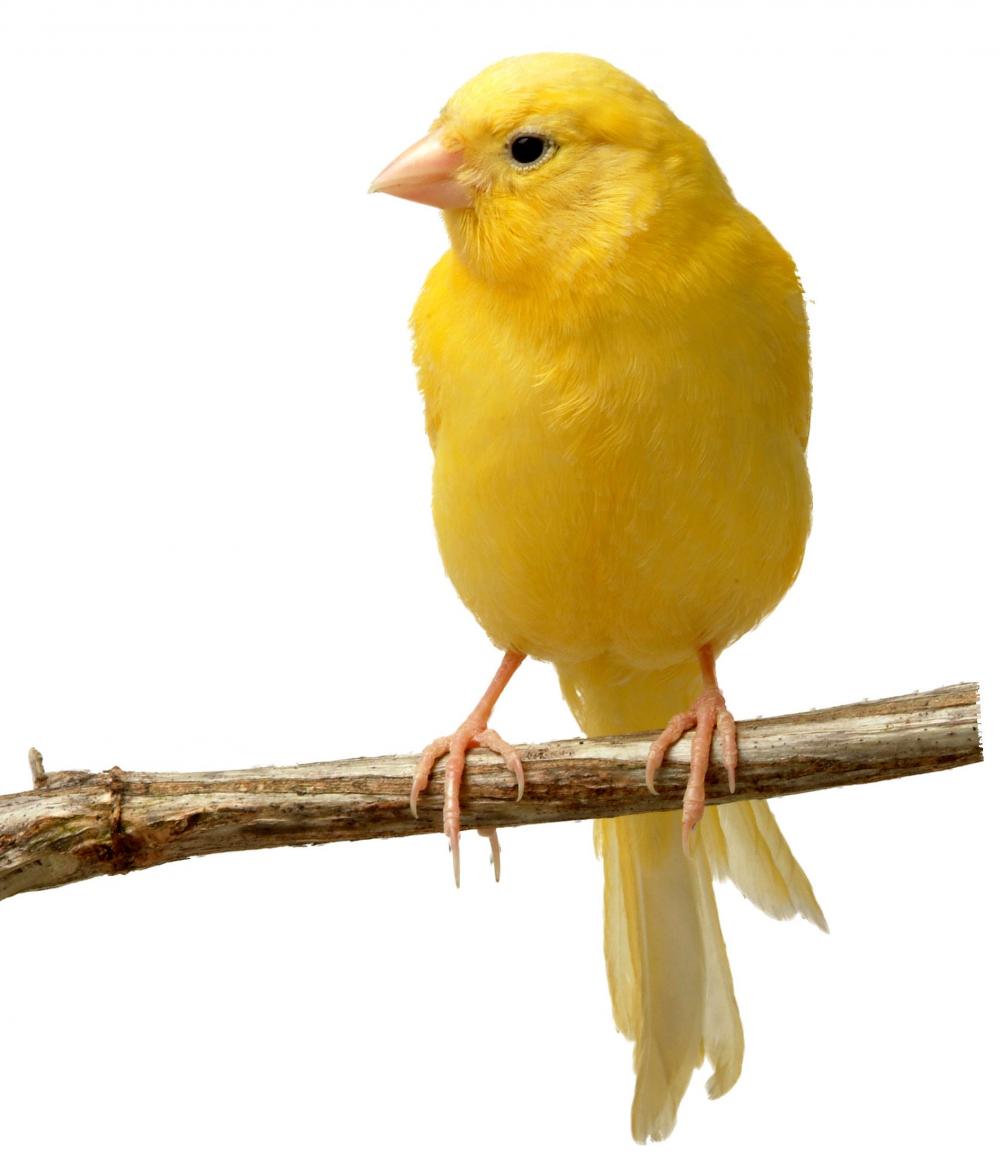 Animals Canary Quality HD Wallpaper