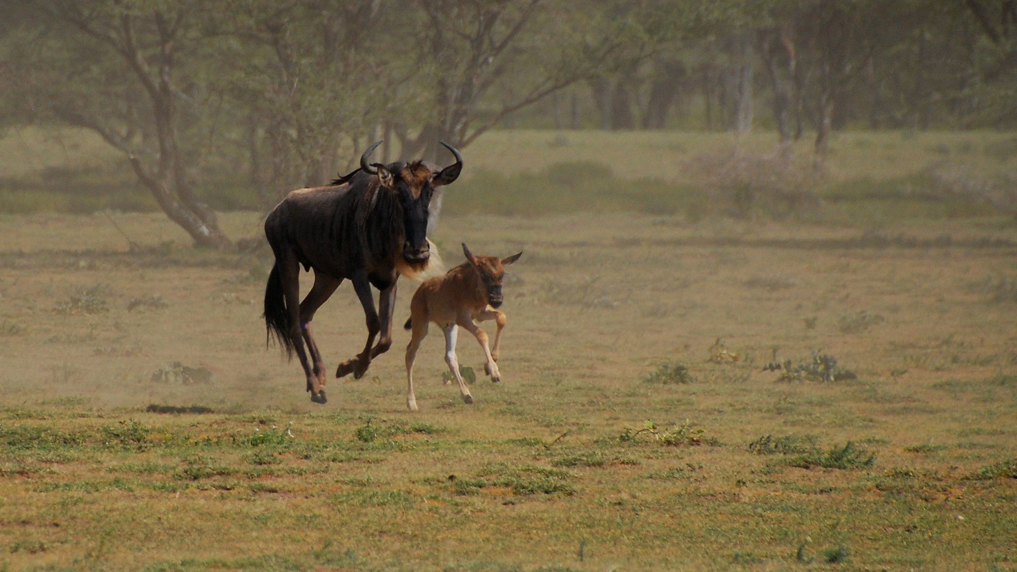 Wildebeest Wallpaper For Computer