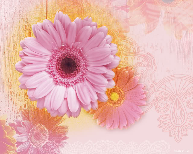 Pink Daisy Wallpaper Desktop Background