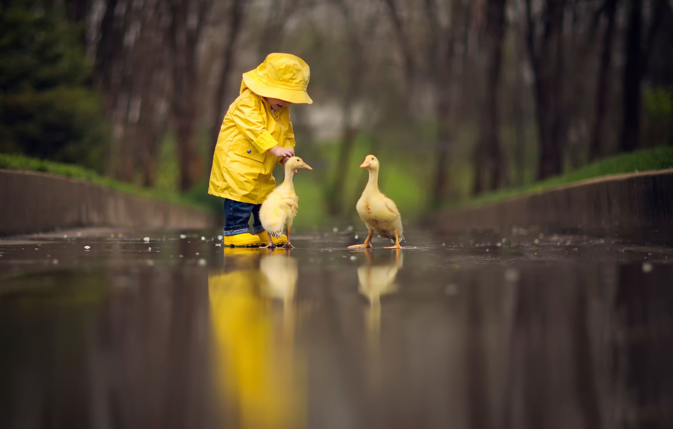 Wallpaper Birds Reflection Child The Goslings Yellow Raincoat