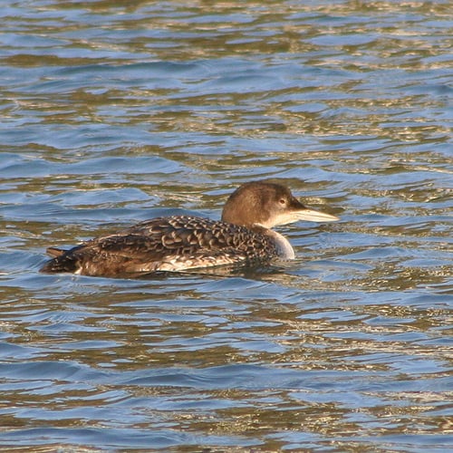 Free download common loon birdinginformation tags common loon [500x500 ...