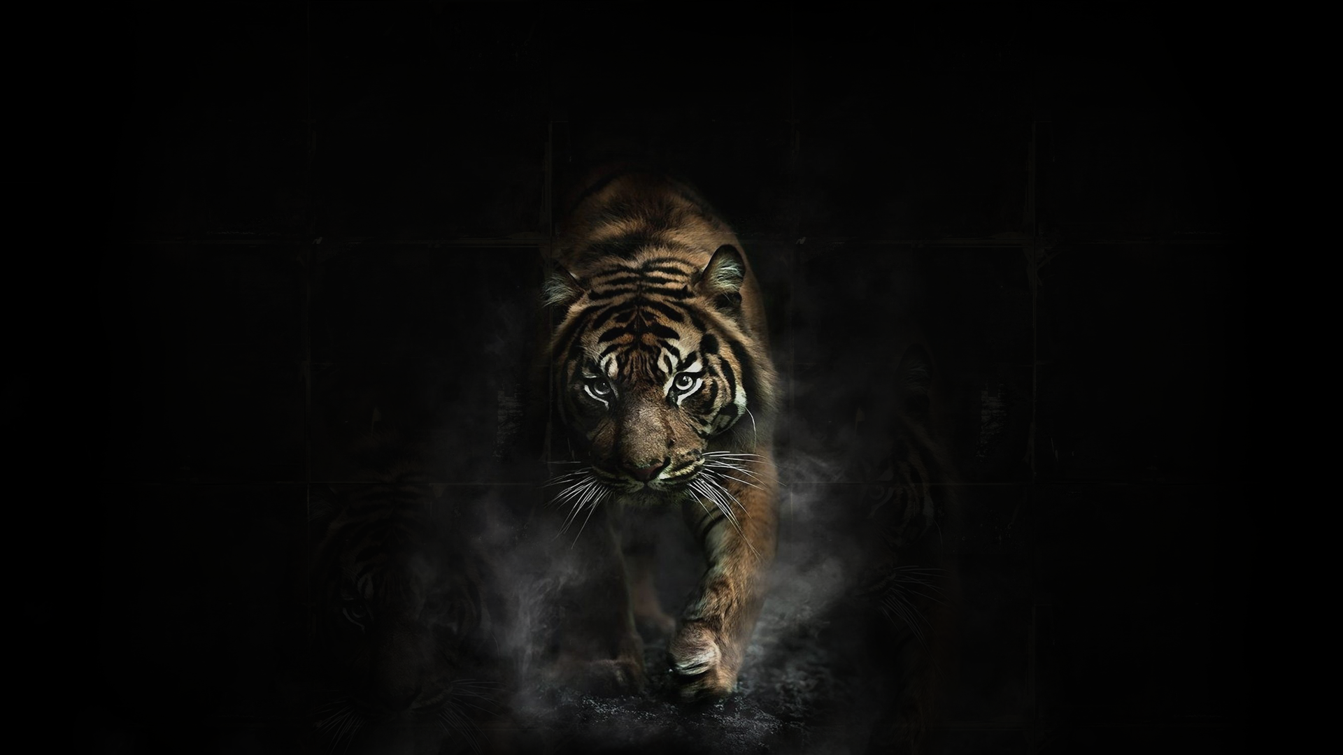 Tiger In Black Background Wallpaper By Lisaturner Revelwallpaper