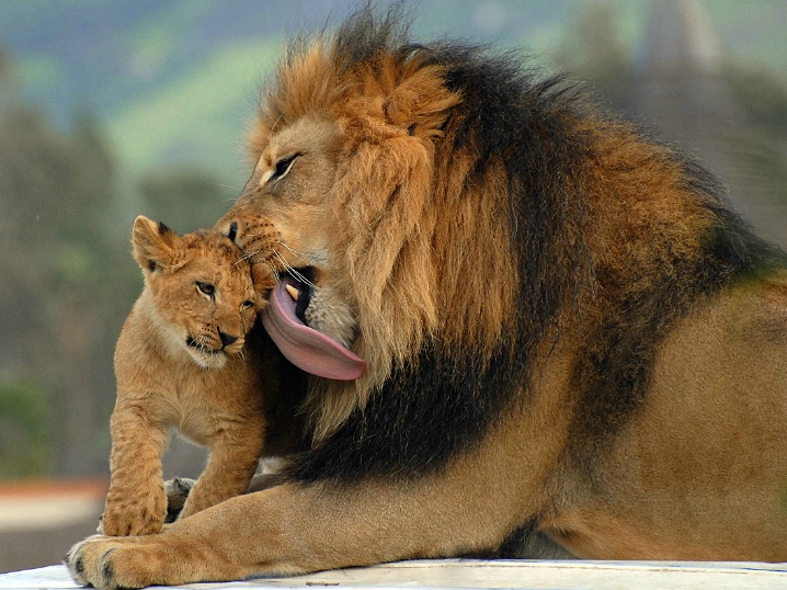 Cute Wild Animals Wallpaper These Pictures Are Of Babies