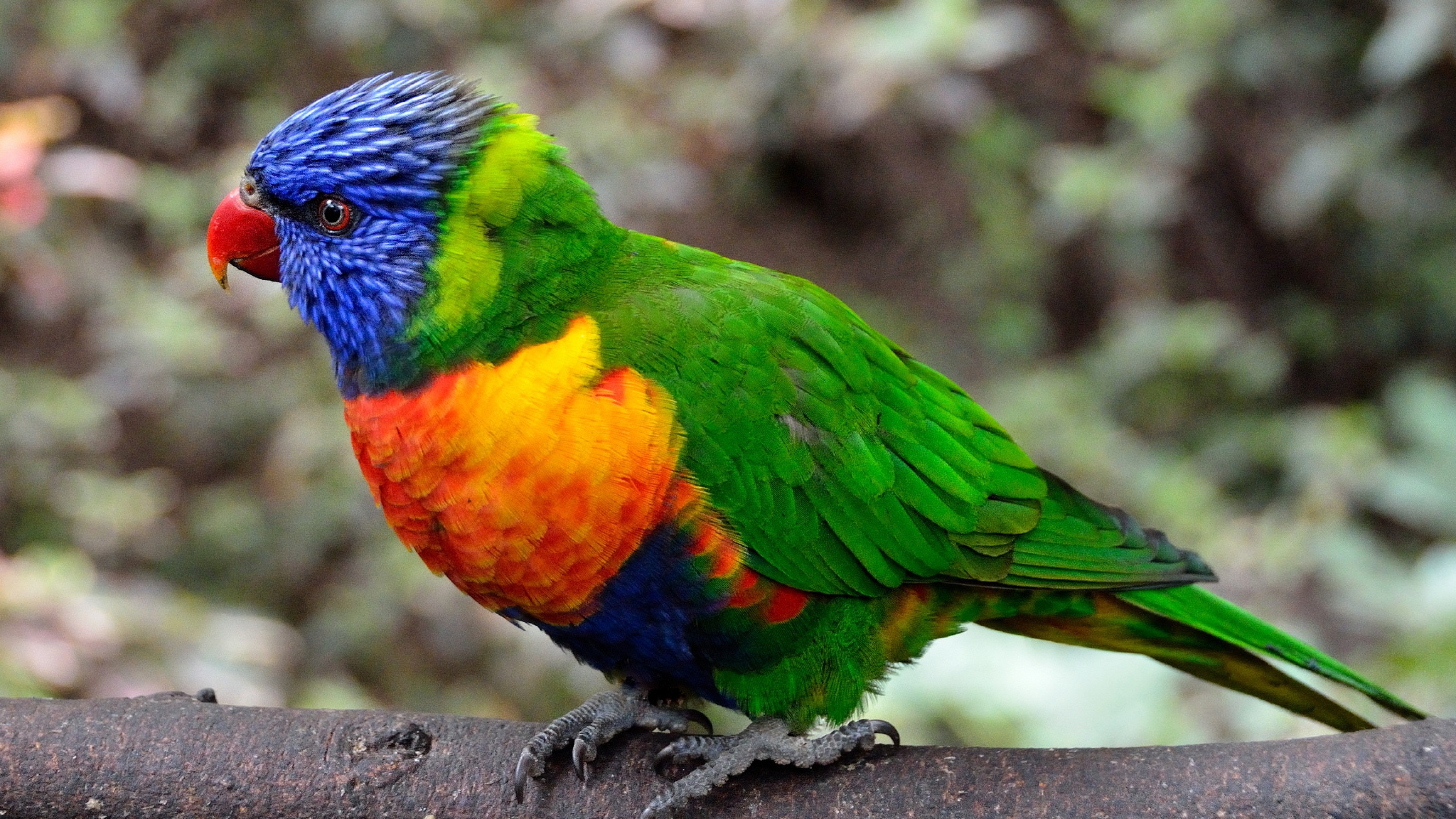 A vibrant Rainbow Lorikeet perched on a branch