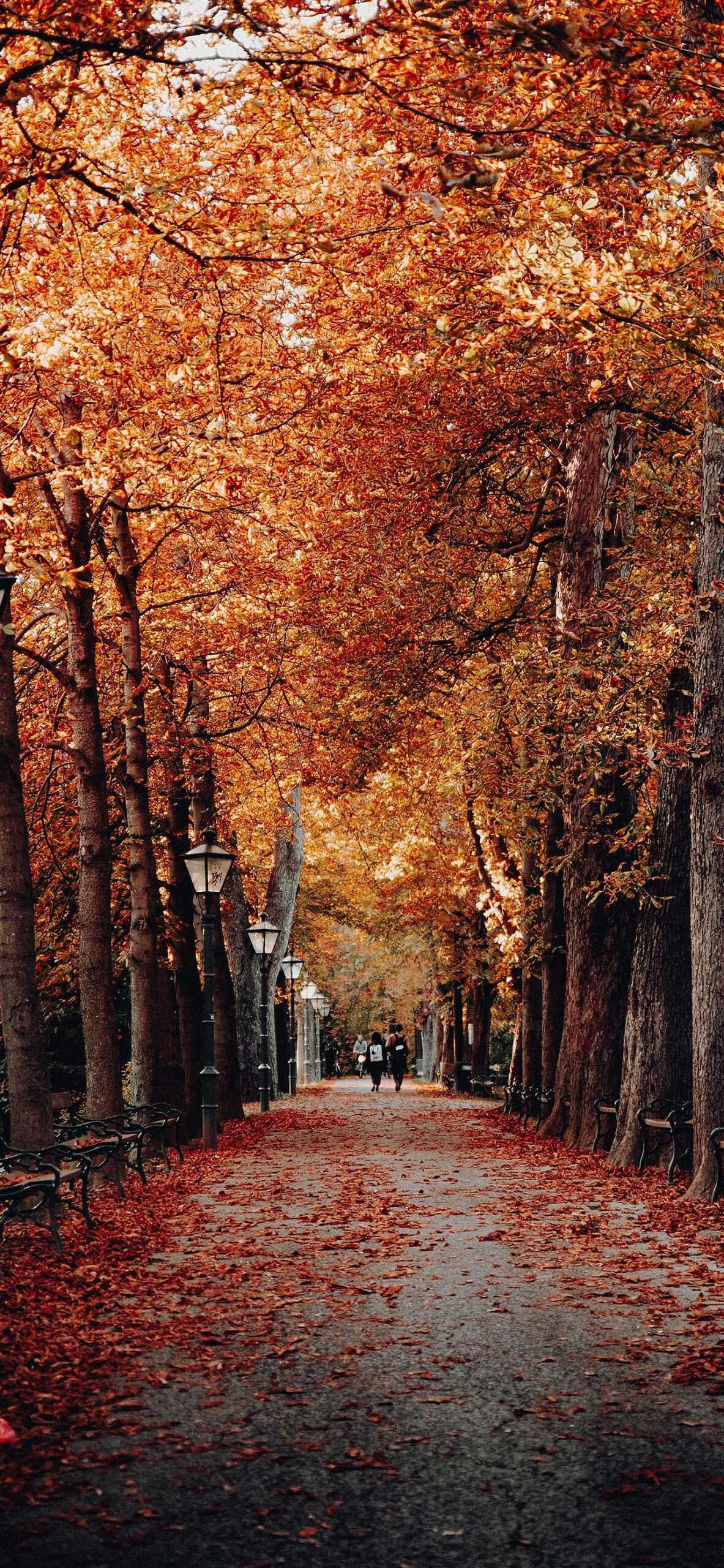 Beautiful Fall Wallpaper For iPhone May The Ray