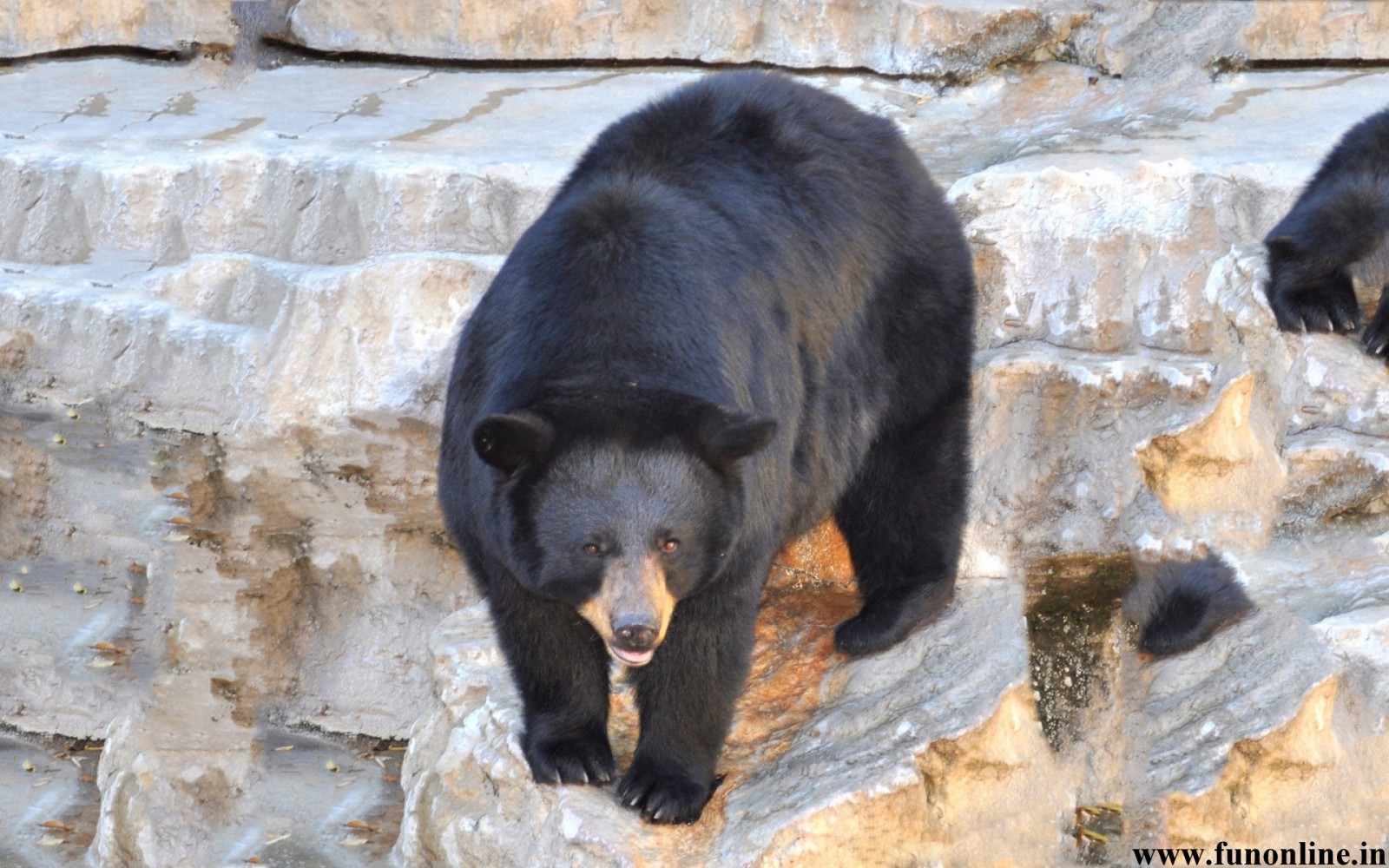 Black Bear Wallpaper American Bears HD