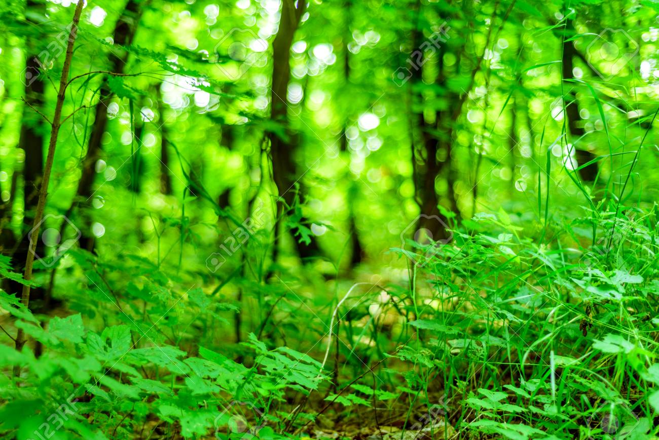 Vibrant Lush Green Forest Floor Vegetation With Bokeh Background