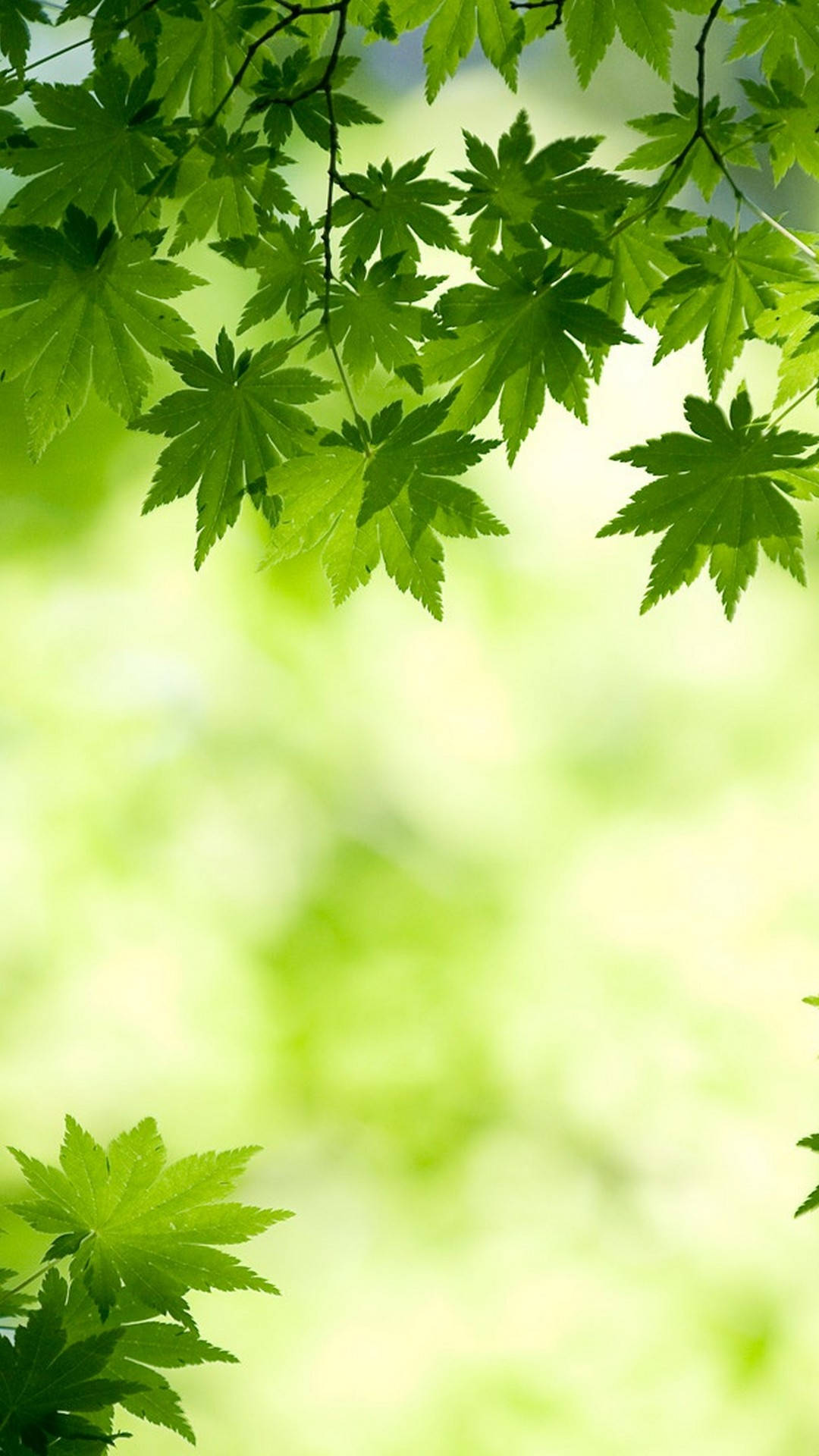 Green Maple Leaves iPhone Wallpaper
