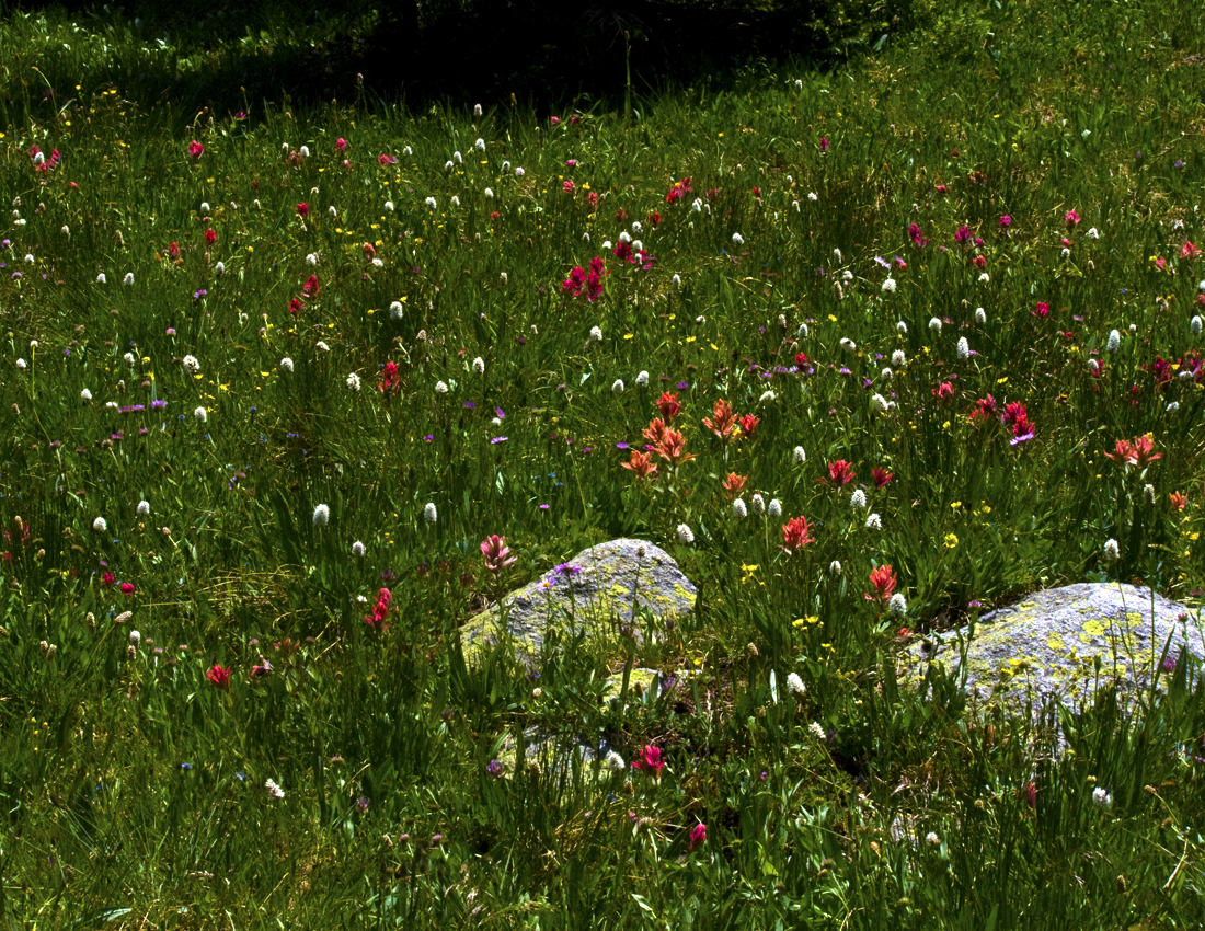 Pin Field Of Wildflowers HD Desktop Wallpaper High Definition On