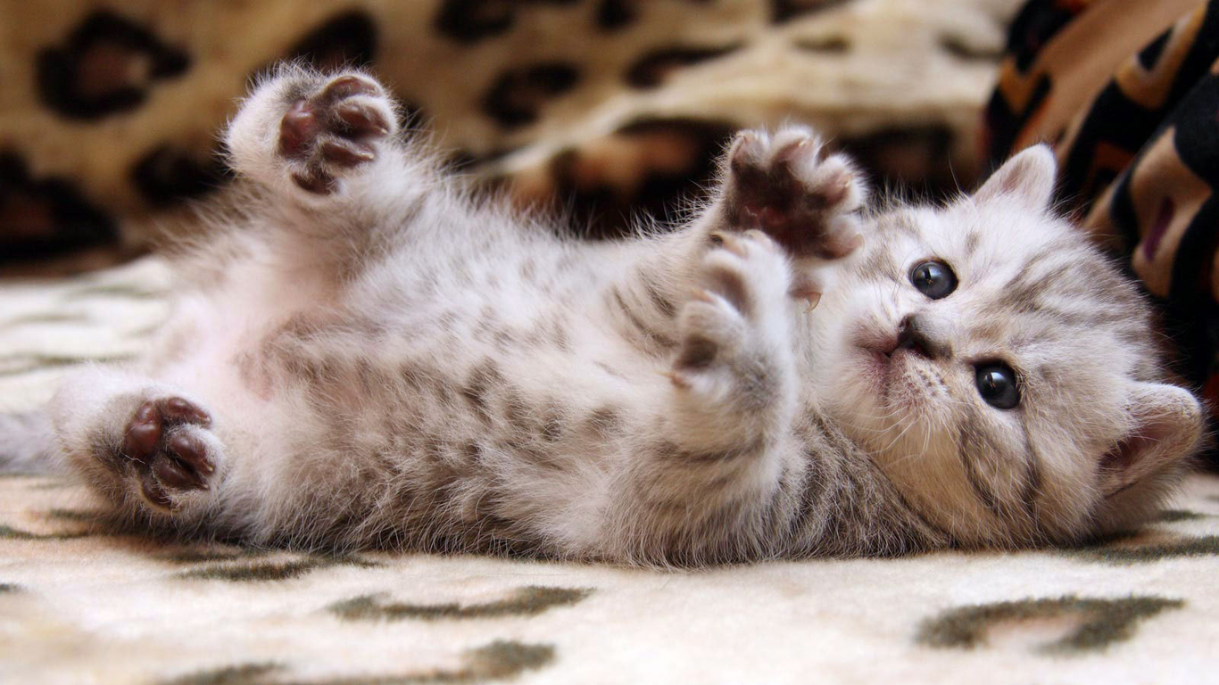cute kittens wallpapers for desktop