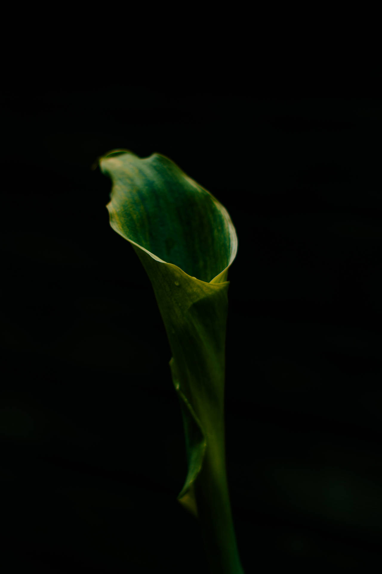 Plain Aesthetic Wallpaper
