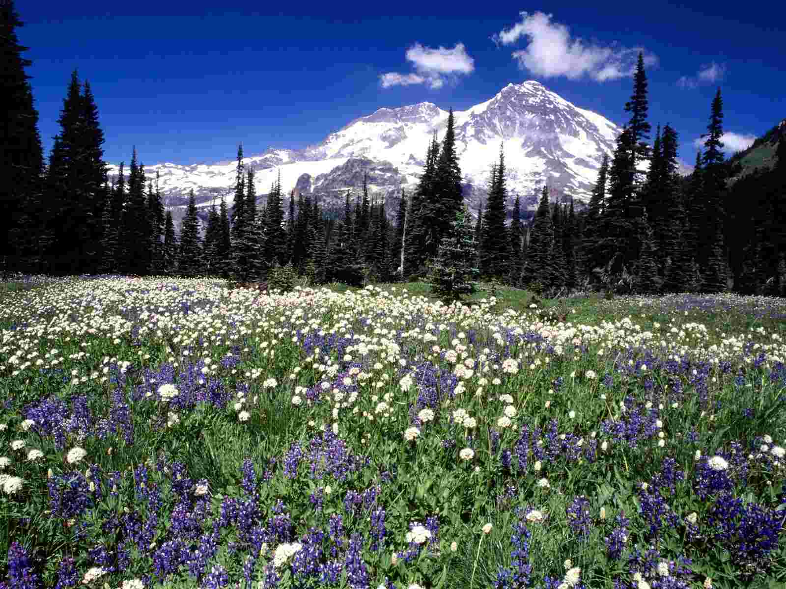 Seasonal Beauty Mount Rainier Washington Wallpaper