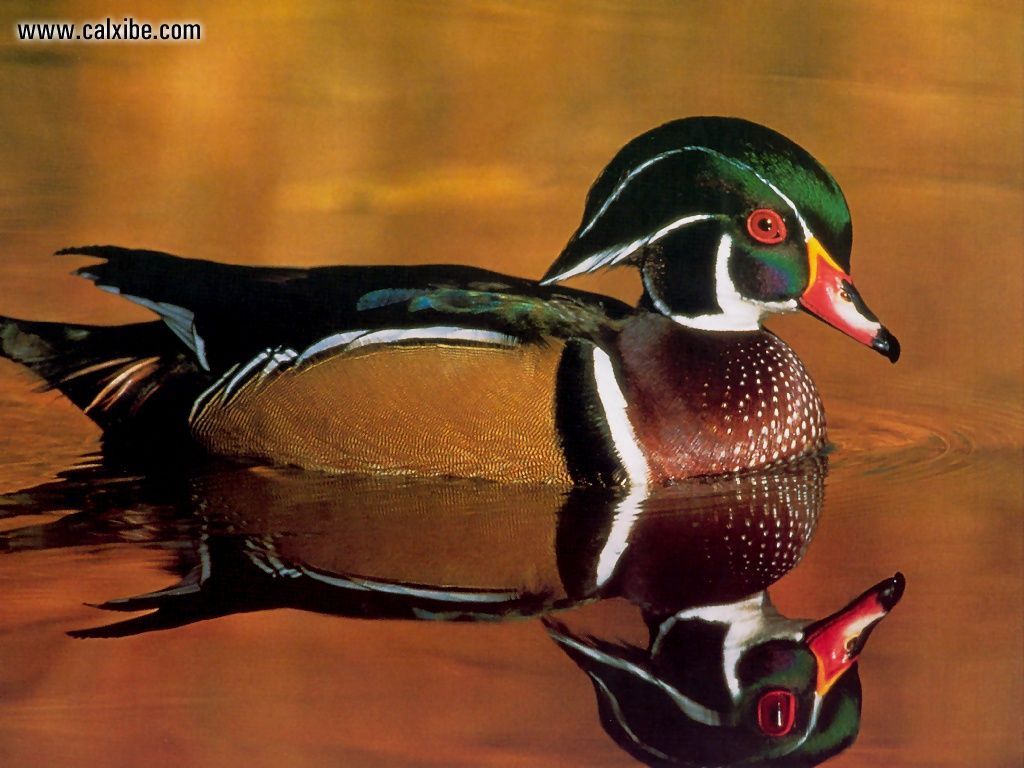 Animals Wildlife Wood Duck Desktop Wallpaper Nr