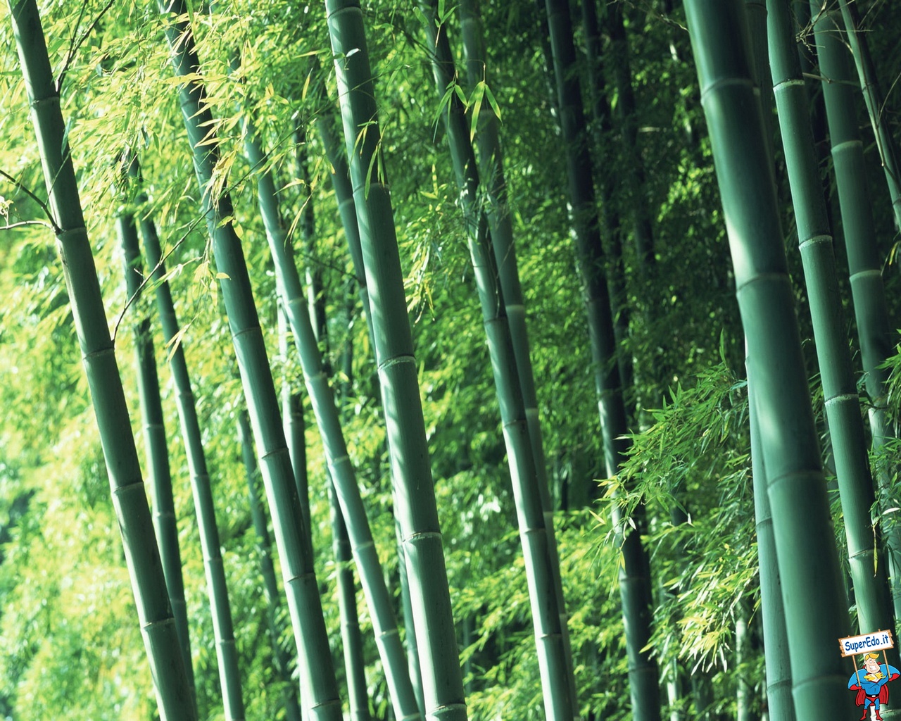Wallpaper Nature Plant Bamboo