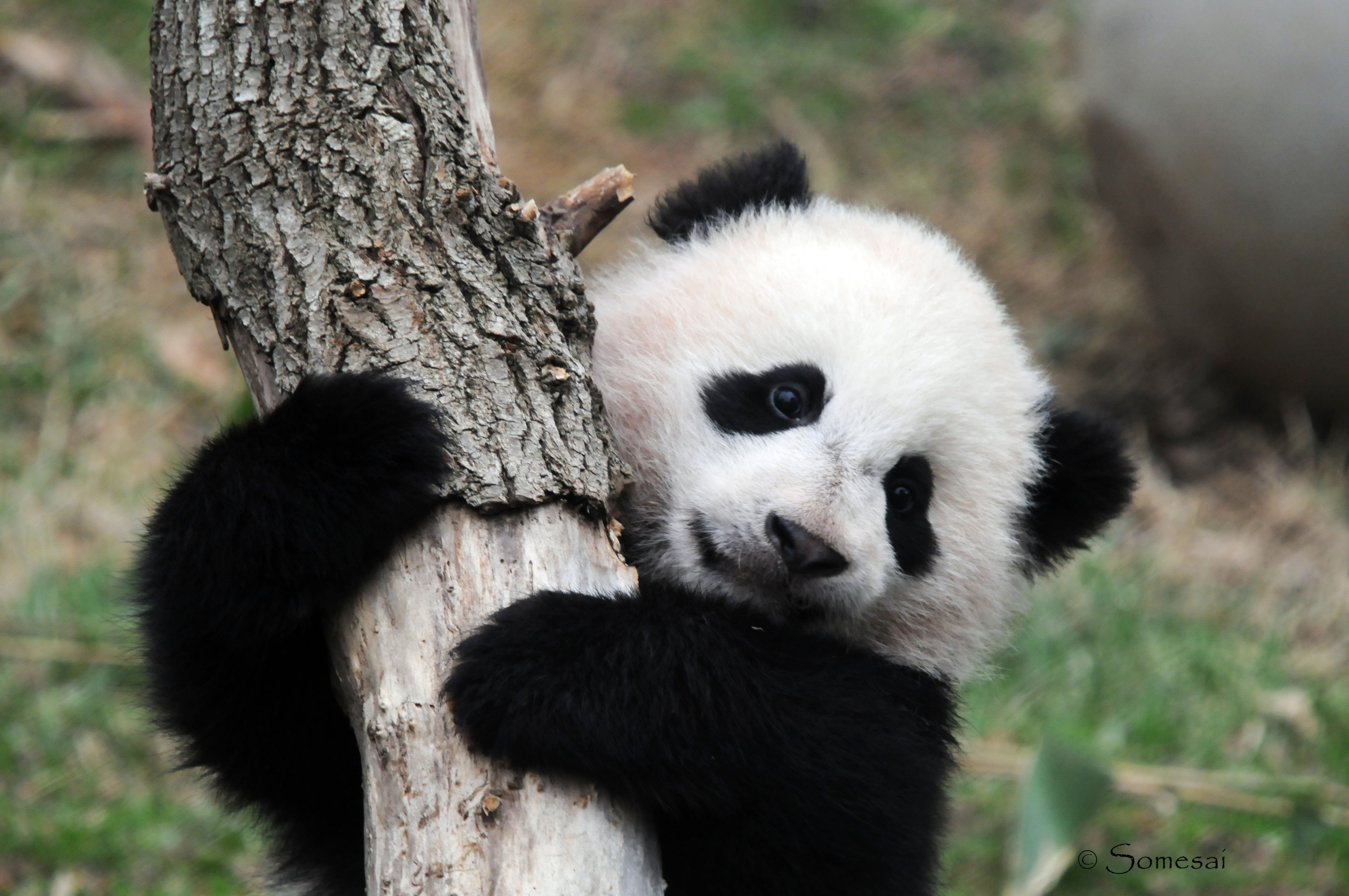 Panda Pandas Baer Bears Baby Cute Wallpaper Background