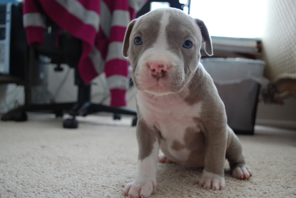 My New Baby Jaeda Pitbulls Go Pitbull Dog Forums