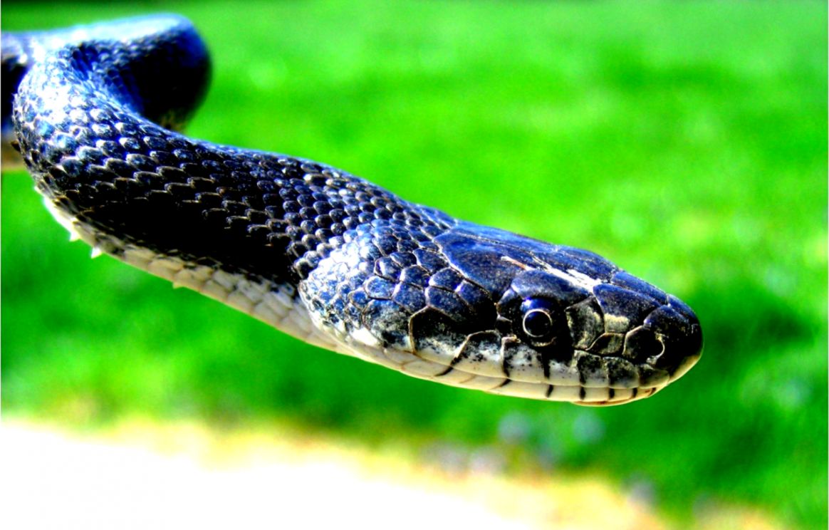Beautiful Garter Snake HD Desktop Wallpaper For Background Full