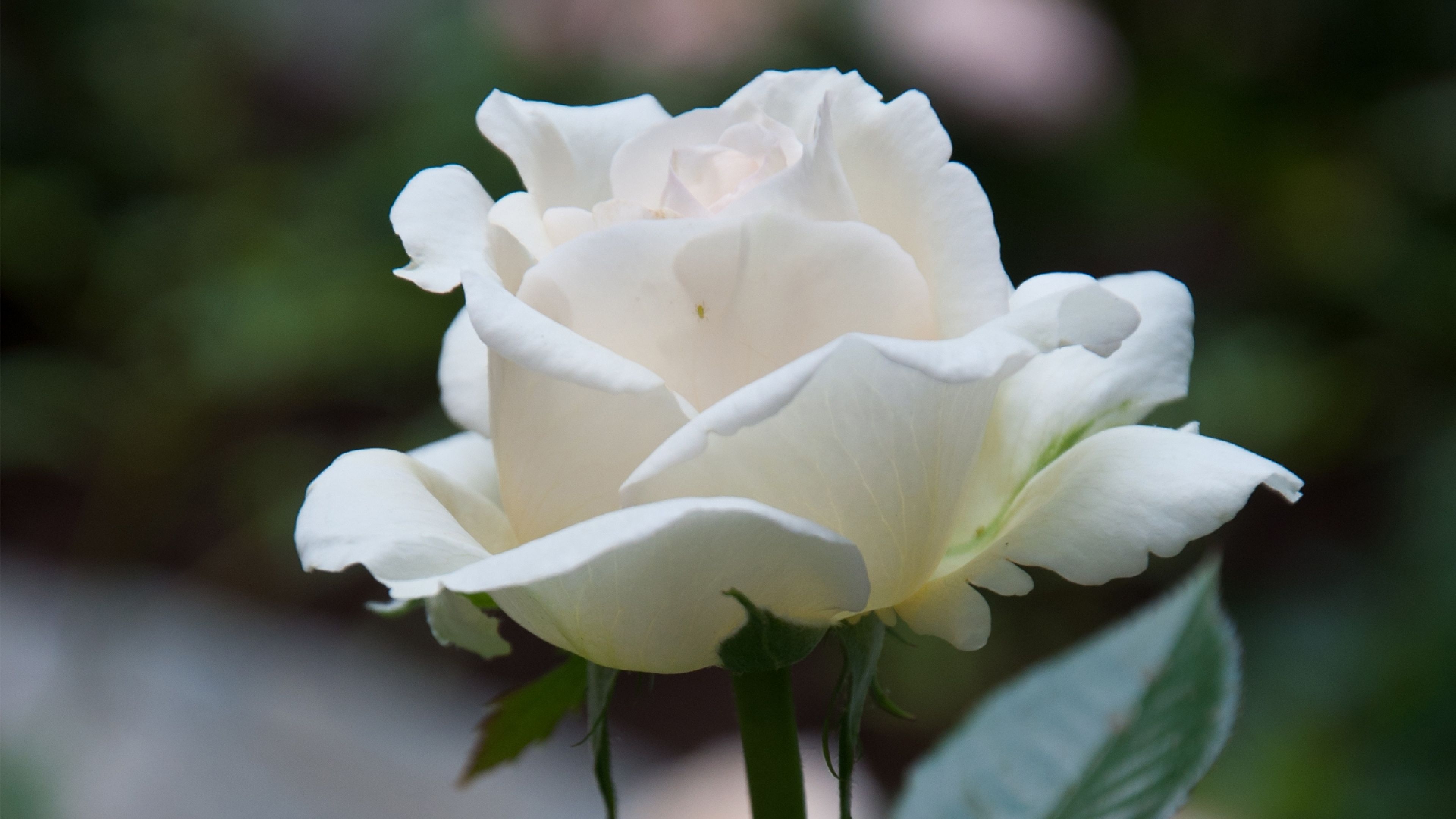 Beautiful White Rose 4k Flower Wallpaper And HD Image Flowers