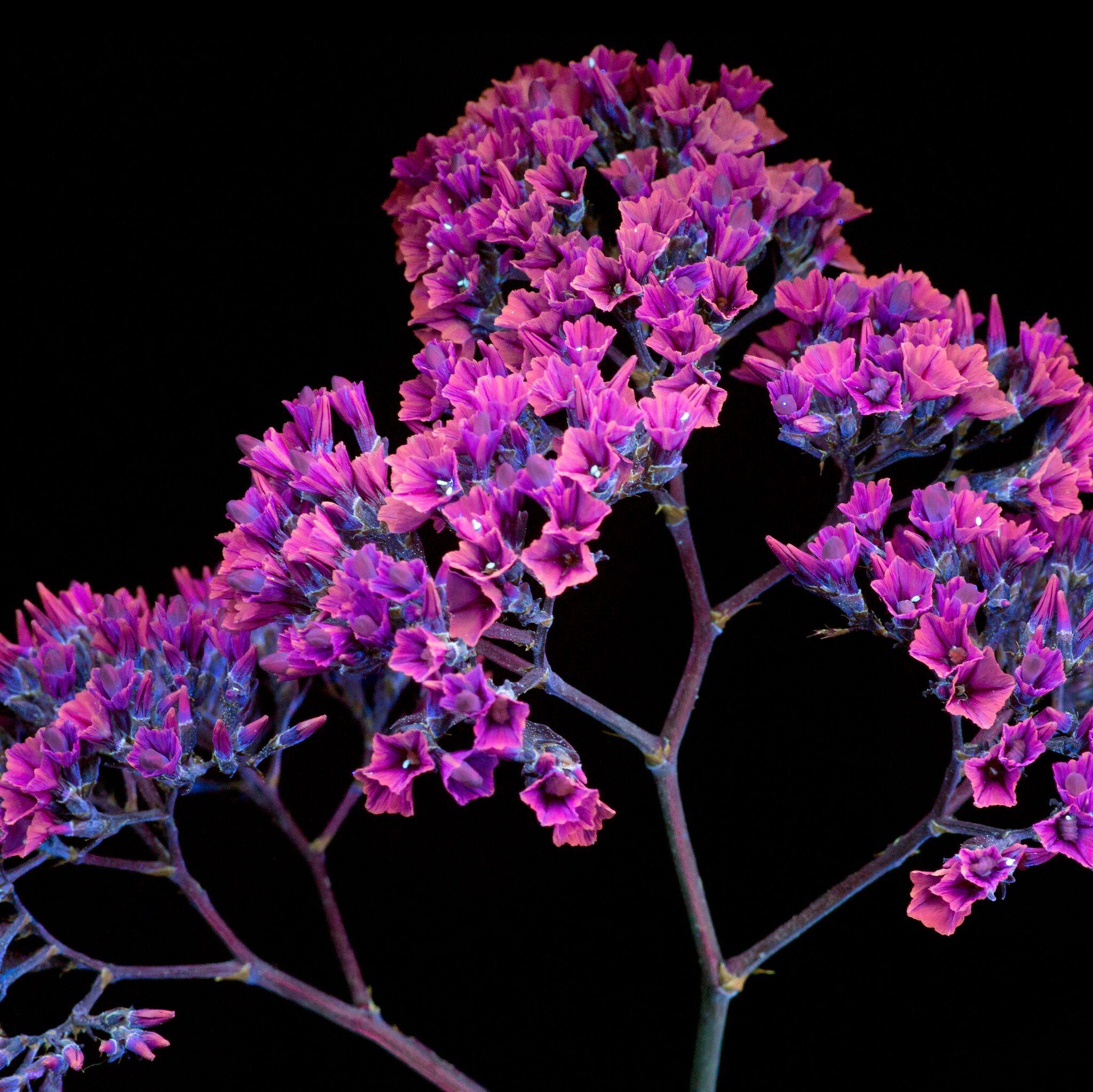Oled Purple Flower iPad Air HD 4k Wallpaper Image