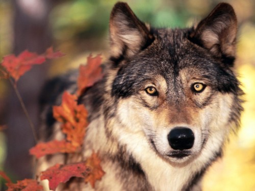 Wolf And Autumn Colors Screensaver Screensavers