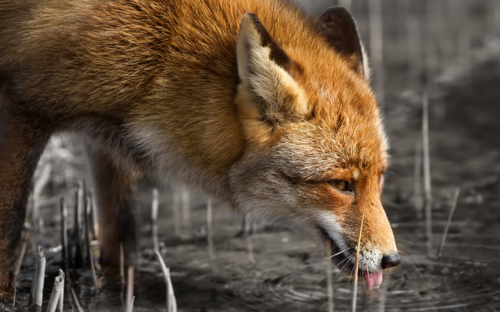 Fox Background