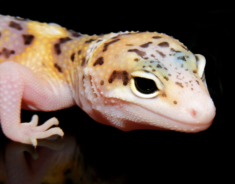 Leopard Gecko Wallpaper Face By