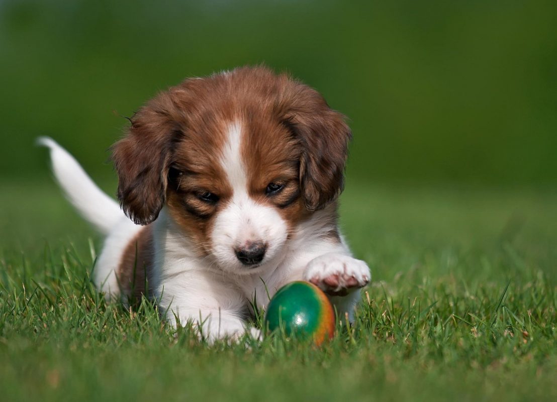 Teaching Your Puppy Wallpaper