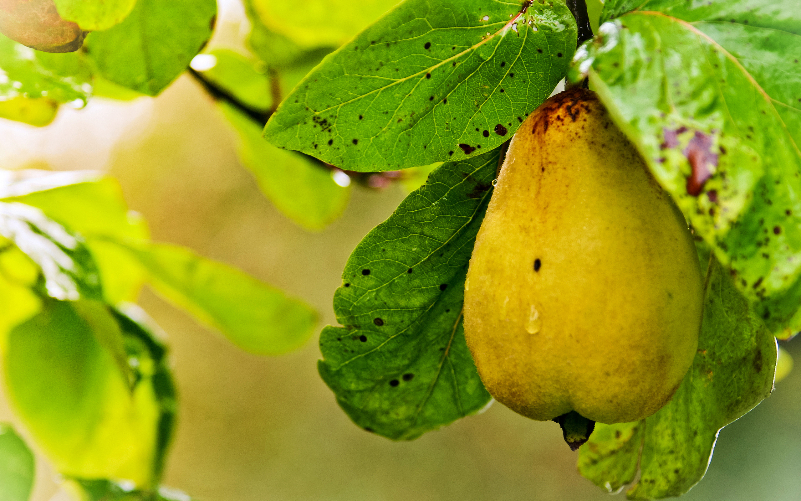 Pear Fruit Wallpaper