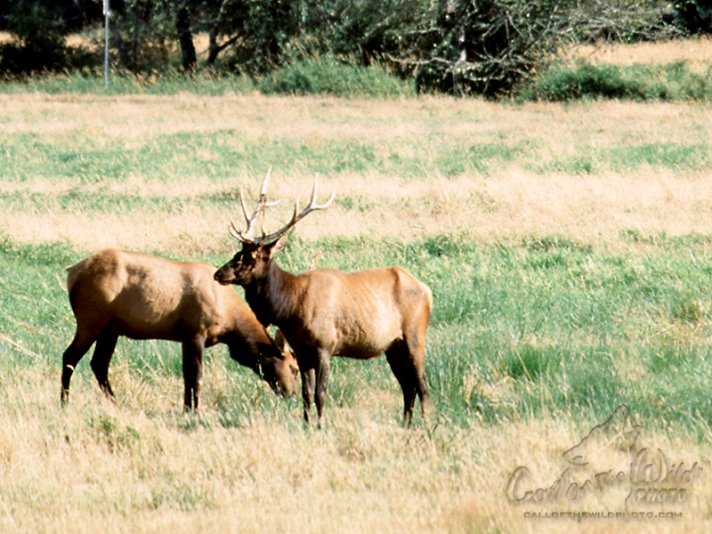 Wallpaper Two Old Bull Elk Grazing Together