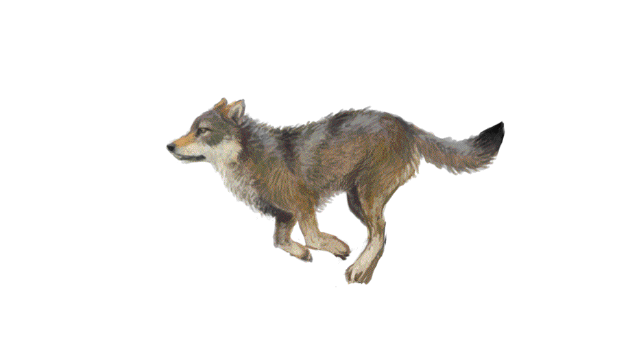 Clip Art Wolves Running Wolf By Keaze