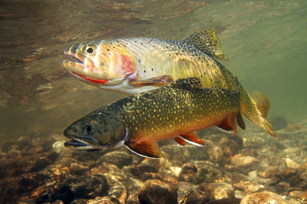 Trouts In The Water Photo And Wallpaper Cute